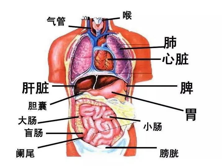 为什么要做肝胆排毒